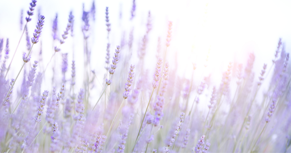 lavender color flowers growing.